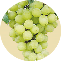 Thompson Seedless
